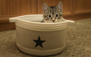 Kitten basket surprised illusion toy - toy free wallpaper