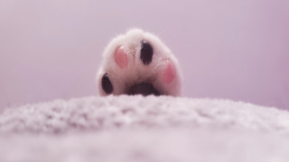 Cat paw white blanket pink - dof free wallpaper for desktop
