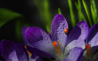 Purple flower ladybug water droplets - a lady bug free wallpaper
