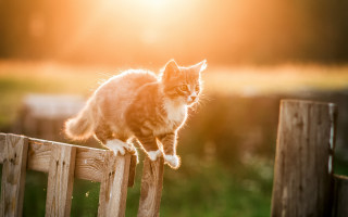 Cat wooden fence bright light - a wooden fence free wallpaper