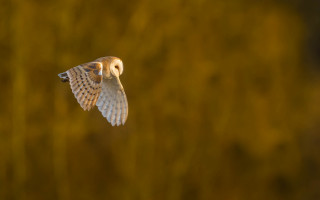 Bird flying blurry background tiltshift - a yellow sky free wallpaper