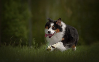 Dog running field grass trees - motion blur free wallpaper