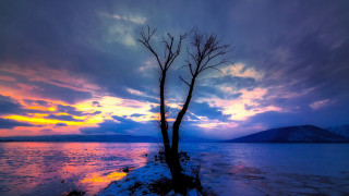 Lone tree lake sunset colorful - ferenc joachim free wallpaper