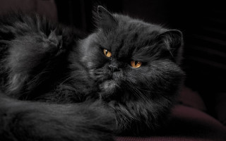 Black cat yellow eyes portrait - a black cat free wallpaper