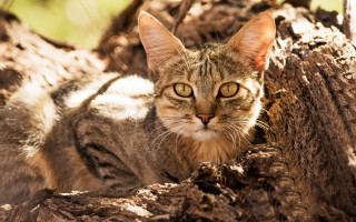 Cat dirt tree curious realistic - curious free wallpaper