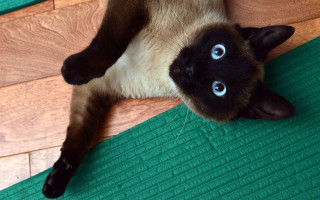 Siamese cat back wooden floor - a wooden floor free wallpaper