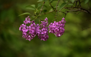 Purple wisteria flower forest macro - a tree branch in a forest free wallpaper