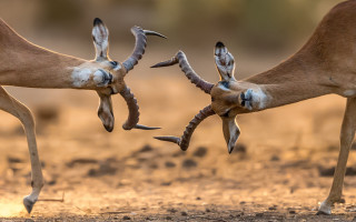 Animals fighting branch dirt field - their leg free wallpaper