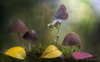 Butterfly flower mushrooms grass macro - the ground and grass free wallpaper for desktop