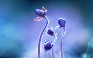 Flower blurry background macro photography - a blurry background behind free wallpaper for desktop