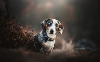 Dog collar grass blueeyes blurry - a collar free wallpaper
