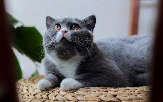 Curious cat wicker chair portrait - curious free wallpaper