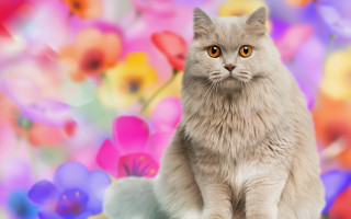 Yellow eyed cat table colorful - a colorful background behind free wallpaper
