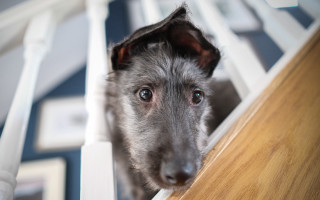 Dog window shiba inu bauhaus - focus free wallpaper