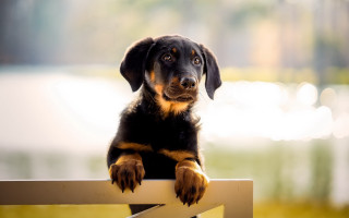 Dog sitting bench sad animal - de stijl free wallpaper