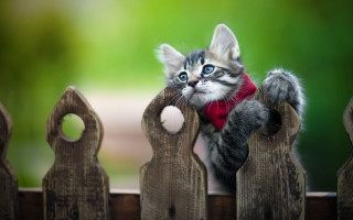 Kitten red scarf fence blue - the fence free wallpaper