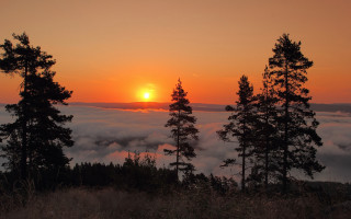 Sunset foggy forest trees clouds - sunrise free wallpaper for desktop
