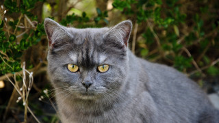 Gray cat yellow eyes bushy - a gray cat free wallpaper for desktop