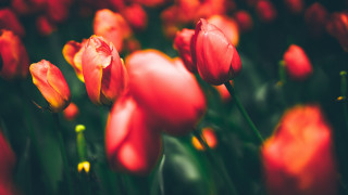Red tulips yellow tips green - yellow tip free wallpaper