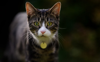 Black cat yellow tag crescent - a blurry background of trees free wallpaper