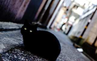 Black cat building streetlight bokeh - the ground in front free wallpaper