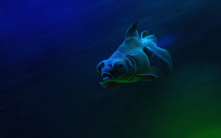 Lostfish hologram underwater darkblue lighted - blue water free wallpaper