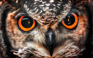 Owl orange eyes photorealistic man - orange eye free wallpaper