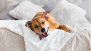Dog laying bed blanket tongue - his tongue free wallpaper