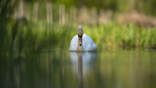 White swan impressionist soft focus - its beak free wallpaper