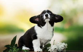 Small black white dog flowers - adorable free wallpaper for desktop