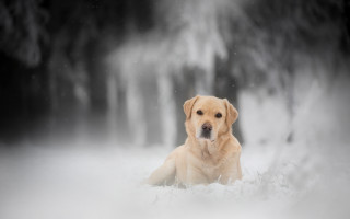 Dog snow falling tree night - branch free wallpaper