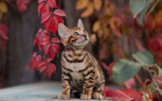 Small kitten tree red leaves - a small kitten free wallpaper