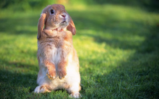 Rabbit heroic sitting grass blurry - heroic pose free wallpaper