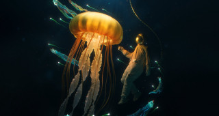 Man jellyfish night sky star - a jellyfish free wallpaper