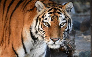 Tiger walking rocks blurry background - wild free wallpaper