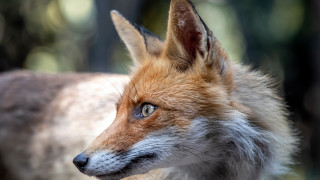 Fox closeup blurry background trees - a close up of a fox free wallpaper