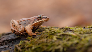 Frog mossy log woods smiling - the camera len free wallpaper