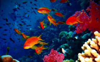 Fish coral reef underwater ecological - ernst haeckel free wallpaper