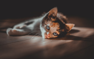 Kitten curious floor photorealistic animal - curious free wallpaper