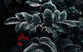 Frosted plant red flowers macro - frost free wallpaper for desktop