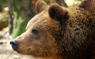Brown bear looking distance blurry - a brown bear free wallpaper