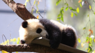 Panda sleeping tree branch zoo - a panda bear free wallpaper for desktop