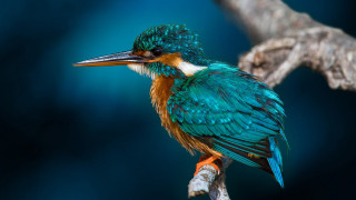 Colorful bird branch water background - a colorful bird free wallpaper