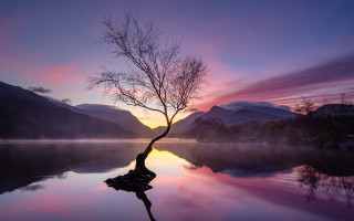 Tree water sunset mountains pink - a pink sky free wallpaper