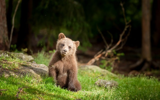 Brown bear standing green field - a brown bear free wallpaper