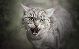 Angry cat open mouth green - mouth wide free wallpaper