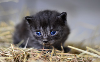 Curious blue eyed kitten sitting - assemblage free wallpaper