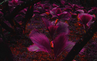 Purple plant glowing forest monster - red light free wallpaper
