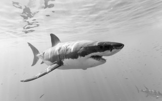 Great white shark ocean fish - a great white shark swimming in the ocean free wallpaper