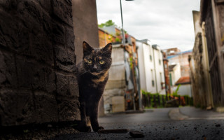 Black cat building street light - a street free wallpaper